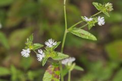 Carolina Elephantsfoot, Elephantopus carolinianus