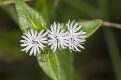 Carolina Elephantsfoot, Elephantopus carolinianus