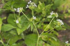 Carolina Elephantsfoot, Elephantopus carolinianus