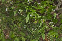 Carolina Elephantsfoot, Elephantopus carolinianus