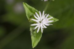 Carolina Elephantsfoot, Elephantopus carolinianus