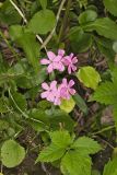Carolina Pink, Silene caroliniana