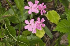 Carolina Pink