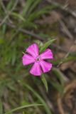 Carolina Pink, Silene caroliniana