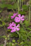 Carolina Pink, Silene caroliniana
