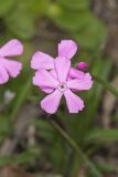 Carolina Pink, Silene caroliniana