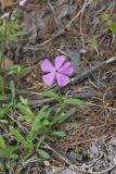 Carolina Pink, Silene caroliniana