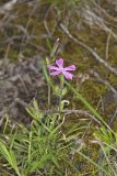 Carolina Pink, Silene caroliniana