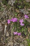 Carolina Pink, Silene caroliniana