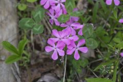 Carolina Pink, Silene caroliniana