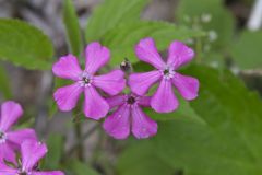 Carolina Pink, Silene caroliniana