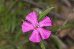 Carolina Pink, Silene caroliniana