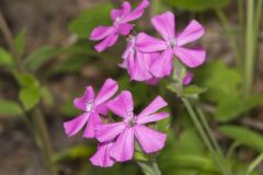 Carolina Pink, Silene caroliniana