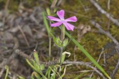 Carolina Pink, Silene caroliniana