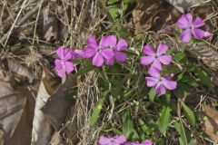 Carolina Pink, Silene caroliniana