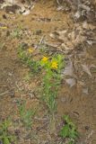 Carolina Puccoon, Lithospermum caroliniense