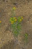 Carolina Puccoon, Lithospermum caroliniense