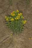 Carolina Puccoon, Lithospermum caroliniense