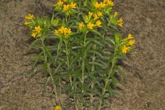 Carolina Puccoon