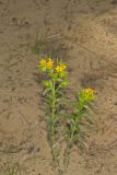 Carolina Puccoon, Lithospermum caroliniense