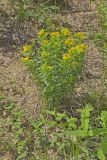 Carolina Puccoon, Lithospermum caroliniense
