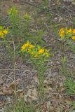 Carolina Puccoon, Lithospermum caroliniense