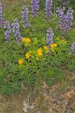 Carolina Puccoon, Lithospermum caroliniense