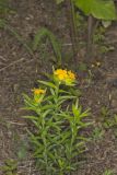Carolina Puccoon, Lithospermum caroliniense