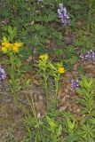 Carolina Puccoon, Lithospermum caroliniense