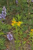 Carolina Puccoon, Lithospermum caroliniense