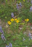 Carolina Puccoon, Lithospermum caroliniense