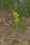 Carolina Puccoon, Lithospermum caroliniense