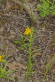 Carolina Puccoon, Lithospermum caroliniense