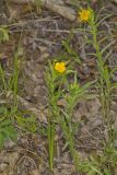Carolina Puccoon, Lithospermum caroliniense