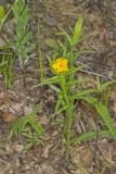 Carolina Puccoon, Lithospermum caroliniense