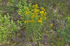Carolina Puccoon, Lithospermum caroliniense