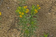 Carolina Puccoon, Lithospermum caroliniense Carolina Puccoon, Lithospermum caroliniense