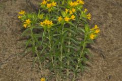 Carolina Puccoon, Lithospermum caroliniense