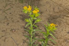 Carolina Puccoon, Lithospermum caroliniense