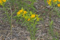 Carolina Puccoon, Lithospermum caroliniense
