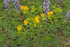 Carolina Puccoon, Lithospermum caroliniense