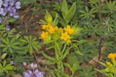 Carolina Puccoon, Lithospermum caroliniense