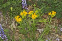 Carolina Puccoon, Lithospermum caroliniense