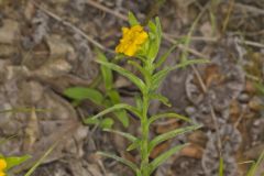 Carolina Puccoon, Lithospermum caroliniense