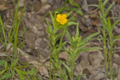 Carolina Puccoon, Lithospermum caroliniense