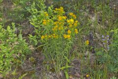Carolina Puccoon, Lithospermum caroliniense