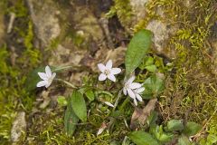 Carolina springbeauty, Claytonia caroliniana