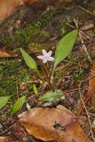 Carolina springbeauty, Claytonia caroliniana