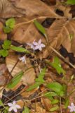 Carolina springbeauty, Claytonia caroliniana