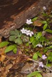 Carolina springbeauty, Claytonia caroliniana